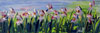 JalinePol's Limited Edition Giclees