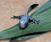 Tim Cotterill - Newt